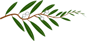 Shimmertree branch