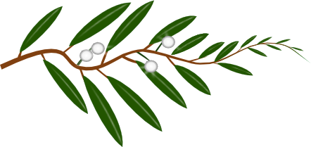 Shimmertree branch