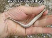 4-legged Serpent