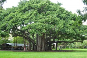 Banyan Tree