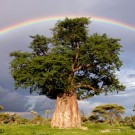 Baobab Tree