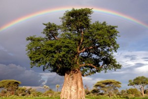 Baobab Tree