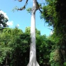 Ceiba Tree
